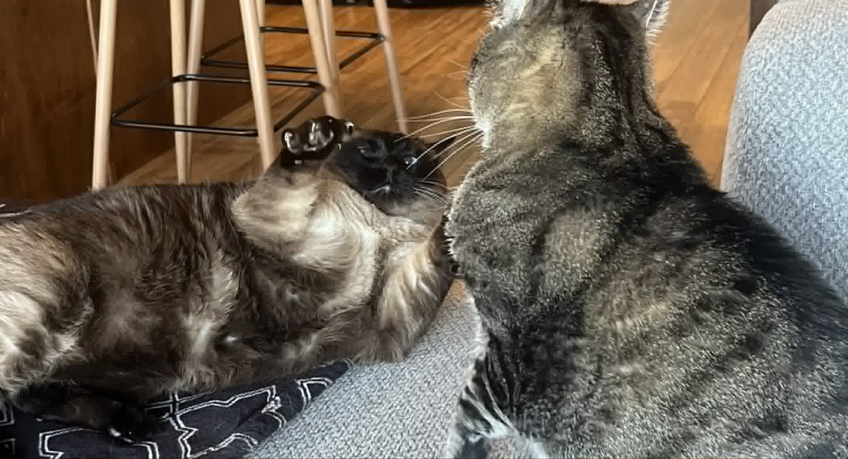 thewolfrocks's tweet photo. my cat just DARING the other one to try him😺

@ItsSeanMcEwan https://t.co/d8l7Xv6kyd