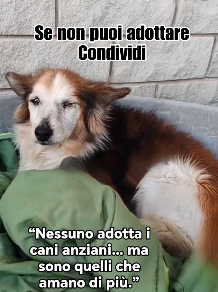 Fiorella Arcodia 🌿𝐠𝐨𝐯𝐞𝐠𝐚𝐧 🐑💚💙☮️ tweet media
