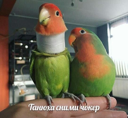 ||||||||||||||| tweet media