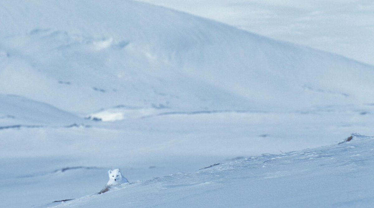 Daily Arctic Fox tweet media