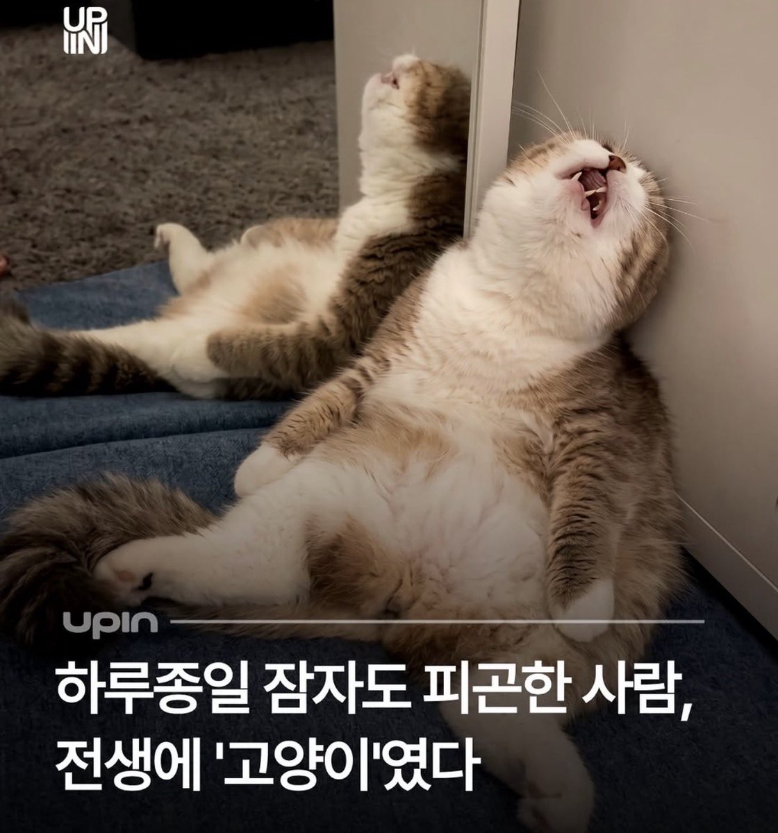 앗코 tweet media