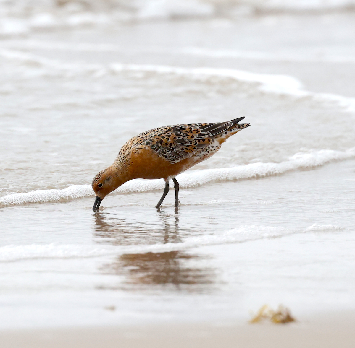 TexasBirder tweet media