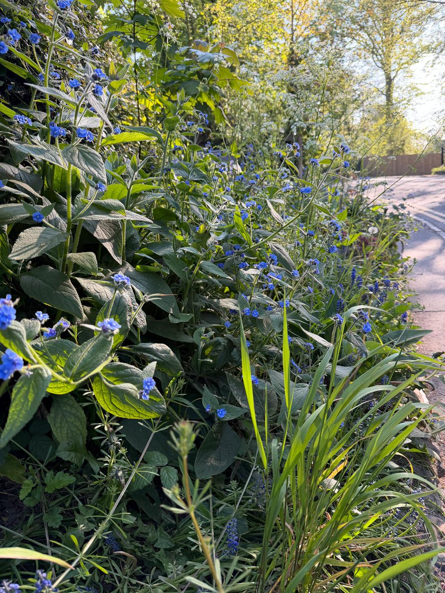 LoveGorsefield's tweet photo. 🌿✨ Celebrating National Hedgerow Week at Gorsefield!

Our hedgerows are bursting with colour &amp; life — supporting wildlife &amp; adding to the beauty of our outdoor spaces 🐝🌸

A vital part of our landscape and learning 🌳

#NationalHedgerowWeek #OutdoorLearning #Biodiversity https://t.co/oYZk5JCps6