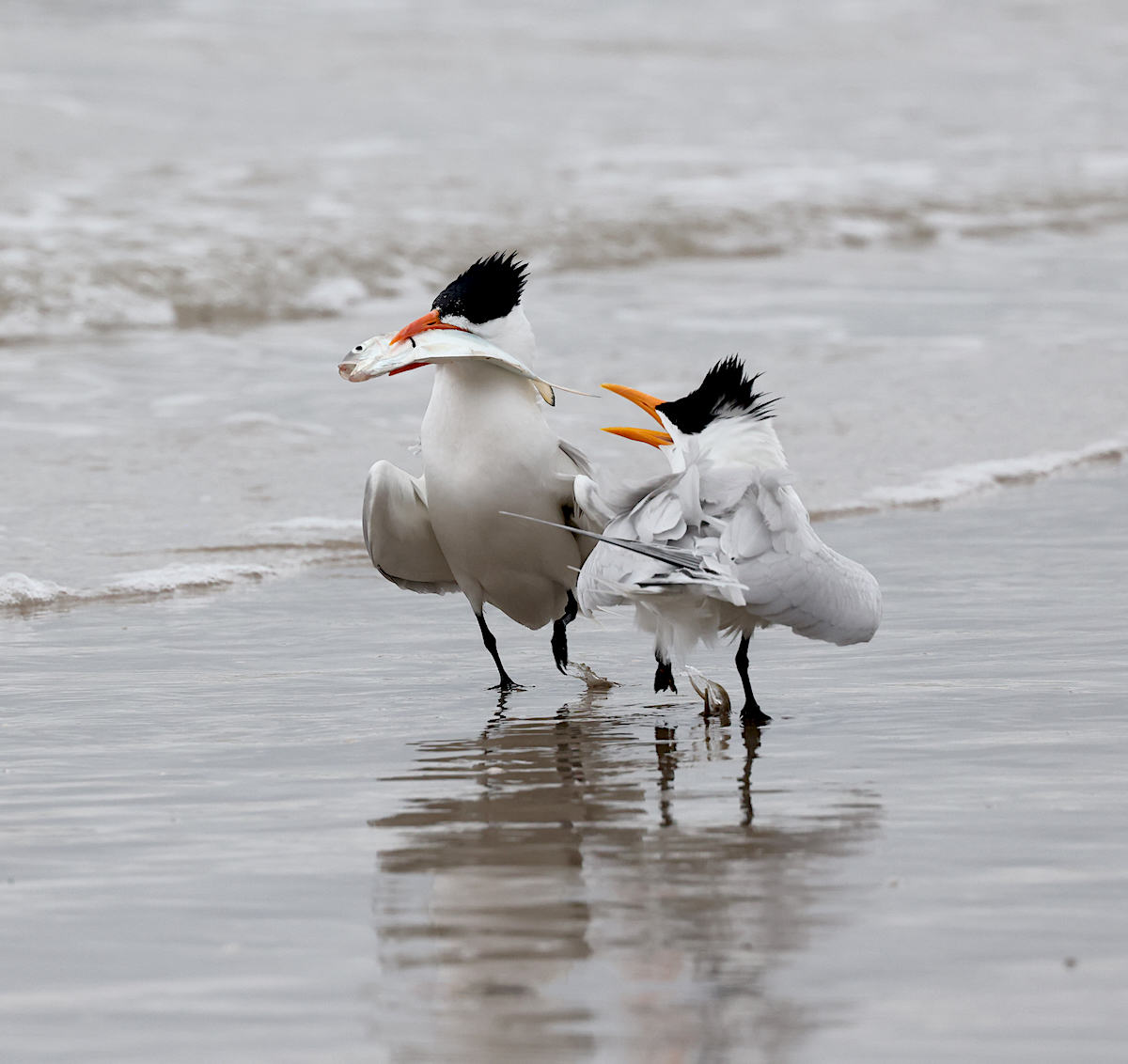 TexasBirder tweet media