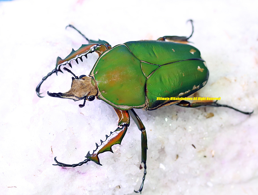 WILDトルクアータツノカナブンNo,1 ♂81mm
