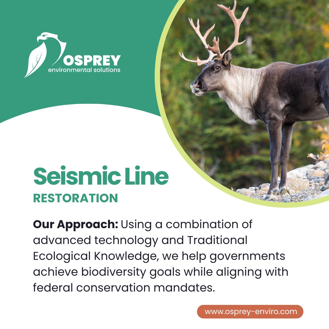 Ospreyenviro's tweet photo. 🦌 Legacy seismic lines disrupt ecosystems and wildlife patterns, but Osprey’s restoration techniques steer these areas back toward their natural state.

🌿 How we’re restoring habitats: https://t.co/qtWe5yXJxi

#Osprey #Silvacom #IndigenousKnowledge #TEK https://t.co/J4PEWVem9V