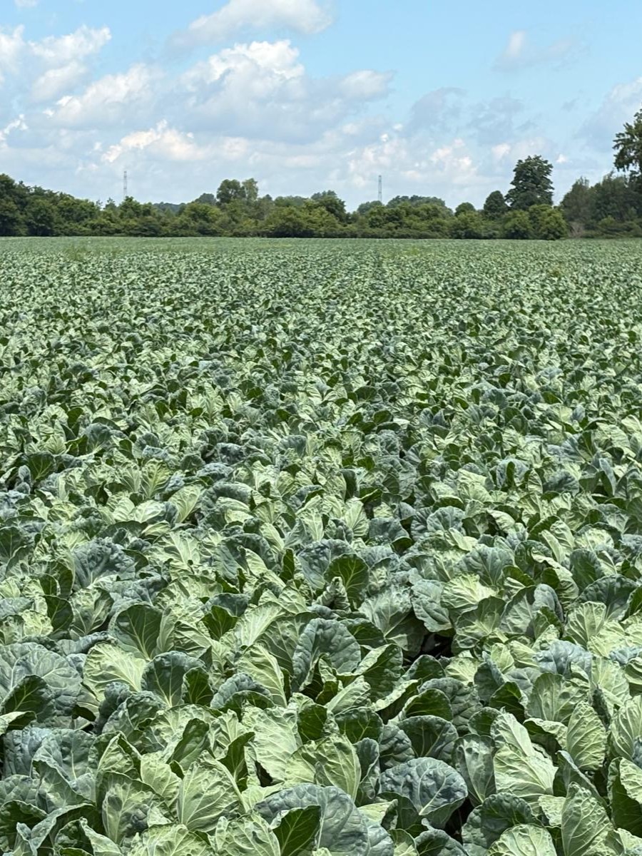 alpinepfl's tweet photo. Strong Brussels sprouts powered by Alpine F18 Max and Microbolt MoCo.🥬 Quality nutrition for quality crops! https://t.co/1LVzF95zFT