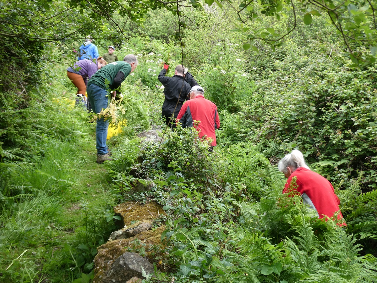 GsyConservation's tweet photo. Thankfully the torrential rain on Wednesday didn't hit the beautiful @NTGuernsey Clifton Valley so GCV had a lovely dry morning chopping Hemlock Water-dropwort &amp; digging up Stinking Onions.
Such a peaceful place with birdsong &amp; the sound of the douit running down the Valley. 💚 https://t.co/UgbxqVV93V