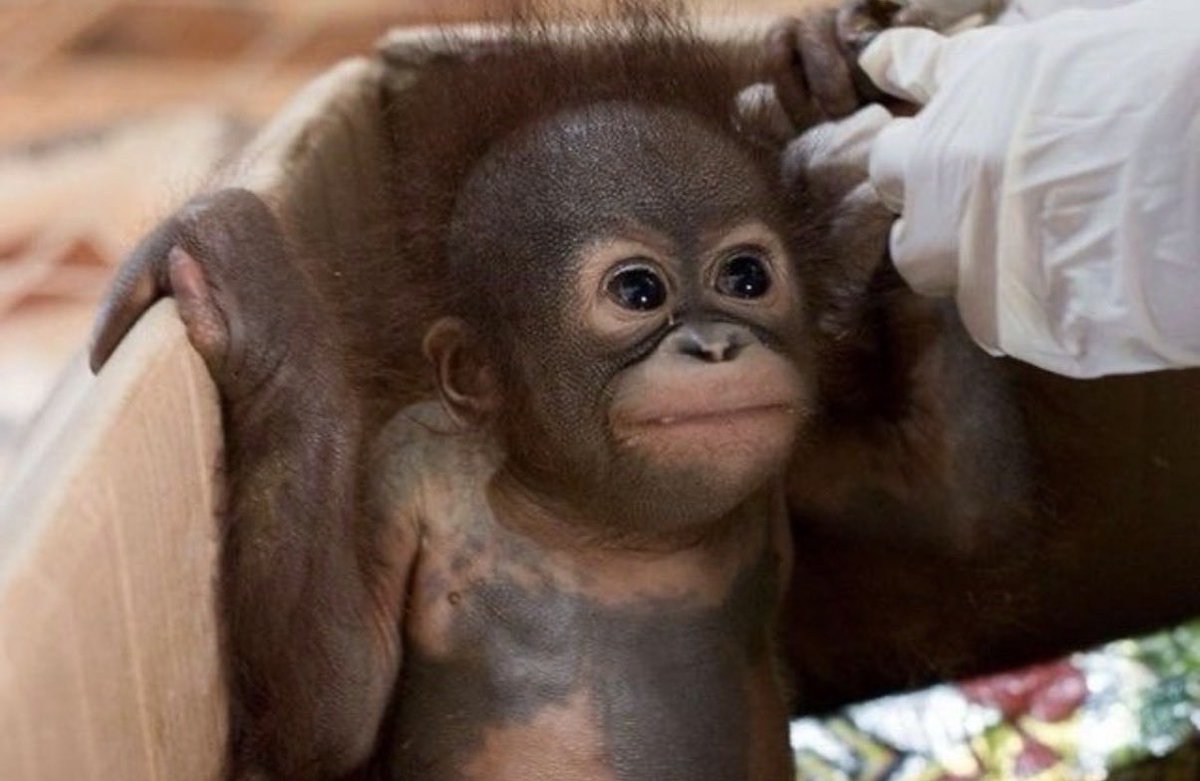 yomyorangutan's tweet photo. orangutans are so cute i cant 😭 they really are the most beautiful beings in the world 🙂‍↕️😤 https://t.co/H5qhk2zGcW