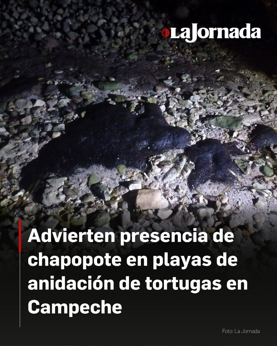 El Consejo Consultivo Tortugueros de Campeche denunció el hallazgo de manchas de hidrocarburo fresco en las costas del municipio de Champotón, coincidiendo con el inicio de la temporada alta de anidación de la tortuga carey.

Los colectivos ambientales Punta Xen y Quelonios