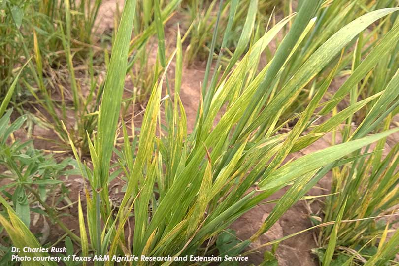 GrainJournal's tweet photo. Texas farmers are reporting disease issues with wheat fields this year, with problems like wheat streak mosaic virus weakening an already struggling crop. 54% of Texas wheat areas are currently rated poor or lower.

Read the full story on Grain Journal: https://t.co/f5Q7NGzvWv https://t.co/JTZE6z1U7W