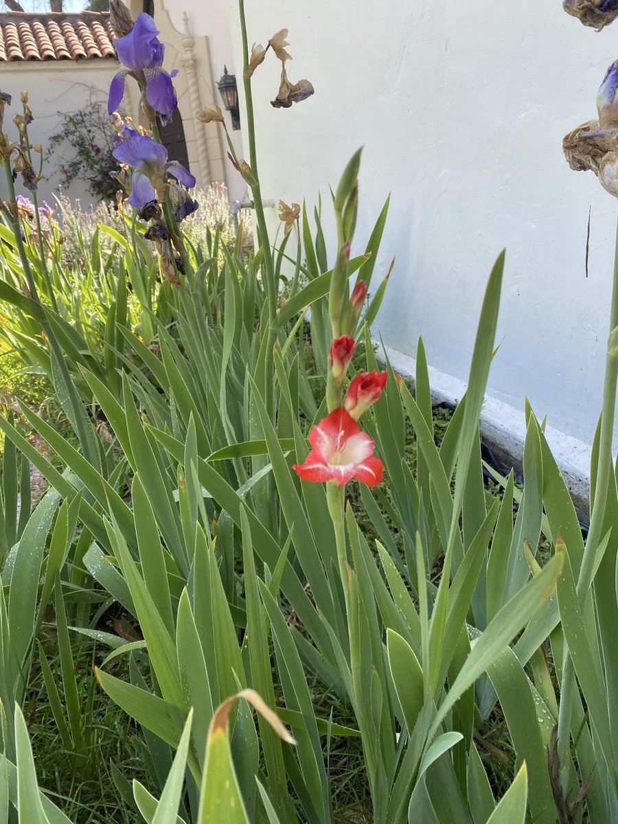 Anacapa's tweet photo. @aspiringpeasant Gladiolus bloomed at the end of March  in Riverside. https://t.co/YMEgJltJDs