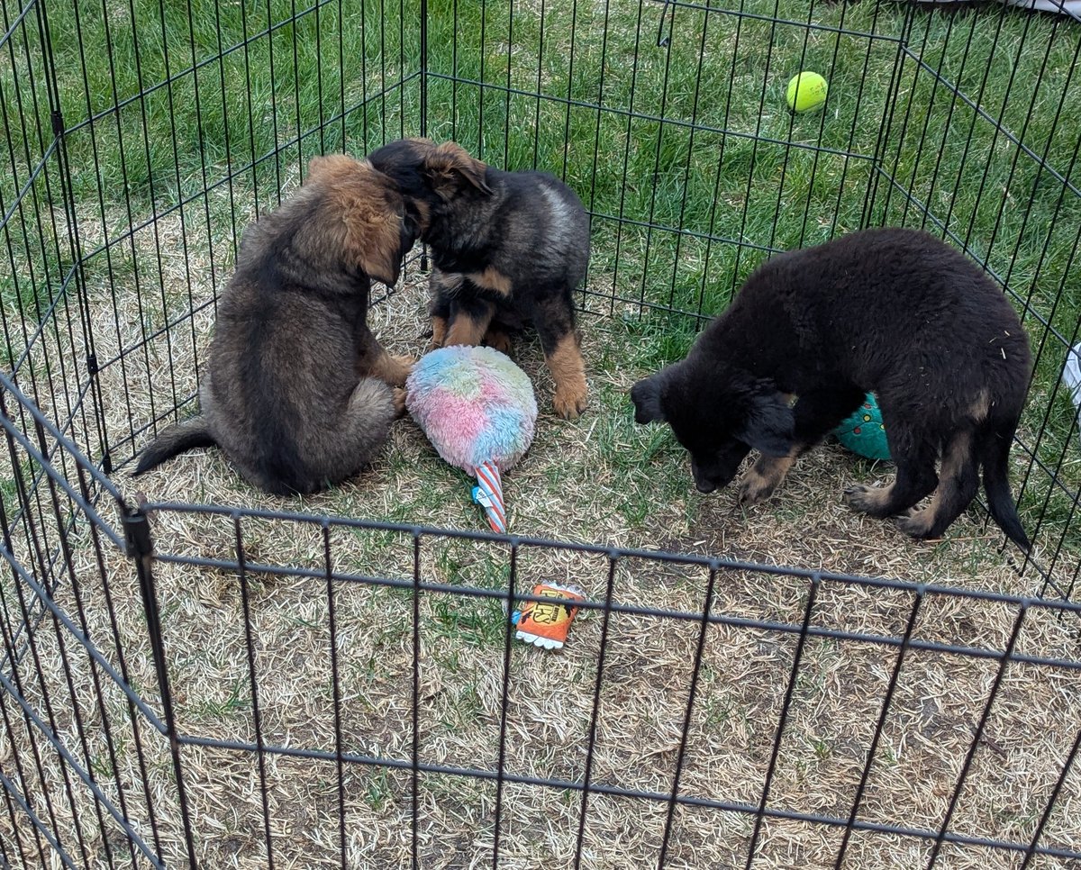 ZumbroEducation's tweet photo. As part of Teacher Appreciation Week, ZED brought in puppies for the teaching staff to enjoy over their lunch breaks! https://t.co/wToyYz5Uq9