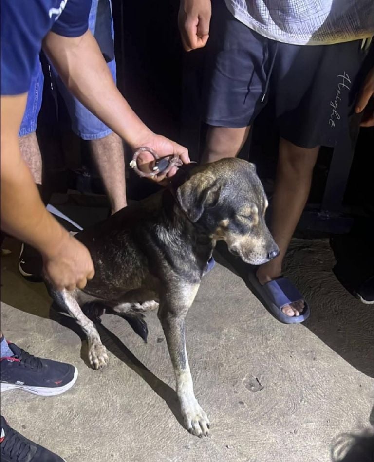 #Chiapas 😡🐾
Un acto de crueldad desató la indignación: un hombre decidió castrar a su perro con un machete, sin anestesia, sin conocimiento y sin piedad.
Ocurrió en #Tapachula, en la colonia Colinas del Rey, donde vecinos lo confrontaron mientras el animal sufría.

El argumento