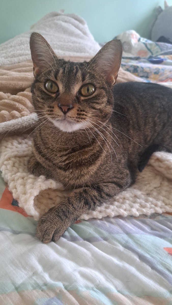 Octavbipboop's tweet photo. @tru_fru Doof aka "ahhh what are you doing stop that" is my favorite little menace. She is also upset that trufru bags and her kitty treat bags sound the same https://t.co/wV1vjr5Zzw