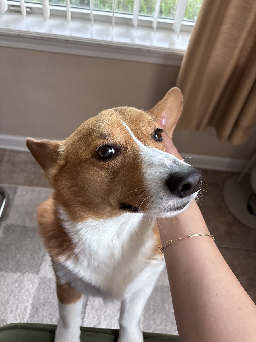 Tbett_'s tweet photo. Today Heaven got the sweetest angel and the goodest boy. Rest in Peace Momo I love you bubba https://t.co/s1EXvDjrGt