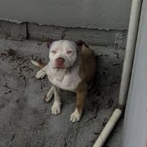 #ENCONTRADO #QUITO
Fecha: 2026-05-05
Sector: Centro,Salvador Celi. Av general Rumiñahui e Isla Fernandina puente 2
Sexo: Macho
Raza: Pitbull
Observación: Tiene manchas de grasa en su cabeza
Contacto: 0997104939
¡Ayúdalo a volver con su familia!
 #AlertaMePerdí
