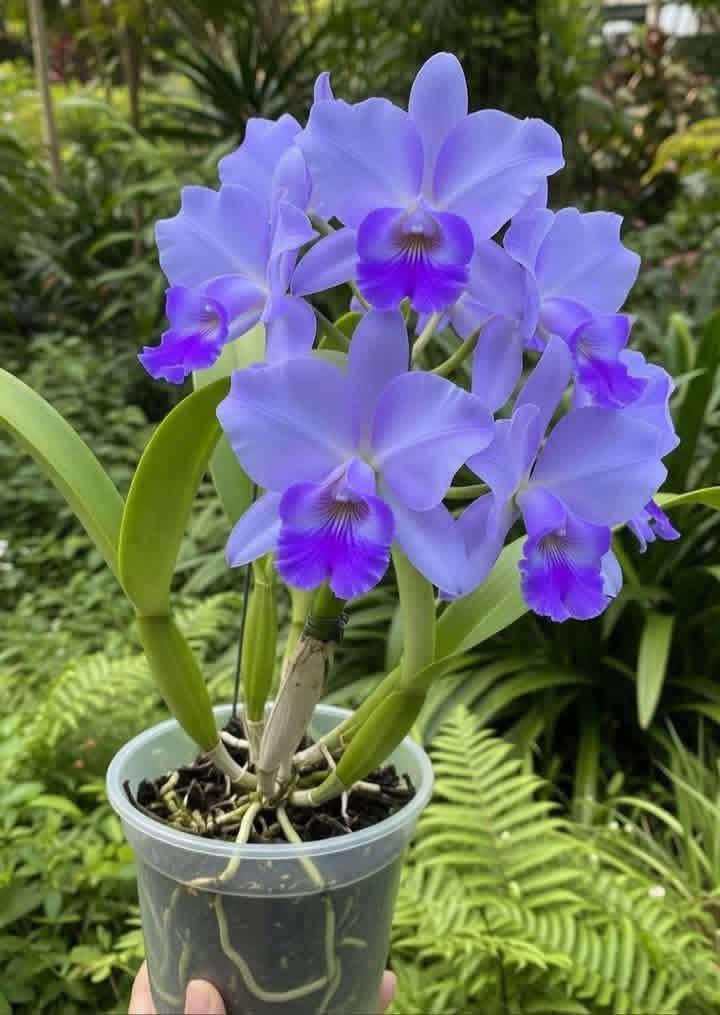 MariaCo1986's tweet photo. @Pajarines1 Buenos días profe de la lente mágica que bello parece una variedad de orquídea con forma de campanita!! El colorido precioso!! Un regalo de América Latina!! Colombia 🇨🇴 Amada una de las miles de orquídea con un color de Esperanza!! https://t.co/ul2vdcCJyE