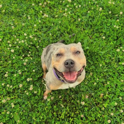 i Have A Cute Dog tweet media