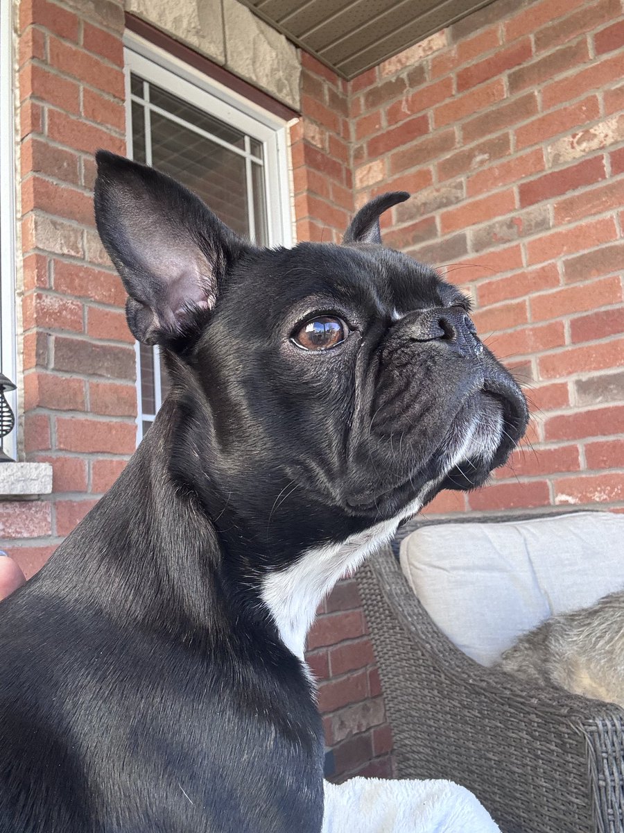 Baxter the Doggo tweet media