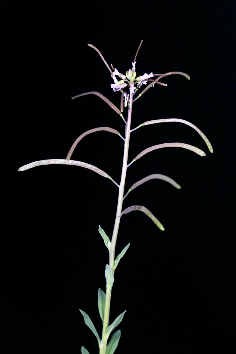 TeriMandakova's tweet photo. New Boechera species described!

Boechera sierraensis - a newly identified apomictic triploid from the Sierra Nevada - shows remarkable tolerance to heat, drought, and high light.

https://t.co/vKP0WQVB2j https://t.co/VZk69TvE0g
