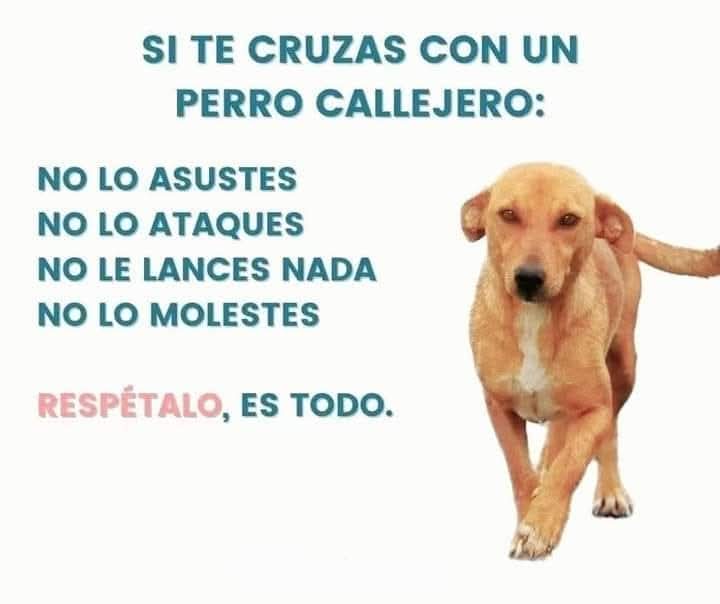 Guate Unida por los Animales (@guatexanimales2) on Twitter photo 