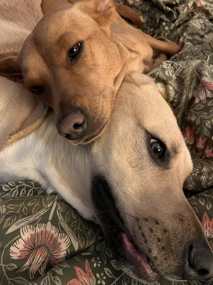 myadeleyear's tweet photo. @tru_fru This is Hercules and Denali! https://t.co/k3ukKgonbp