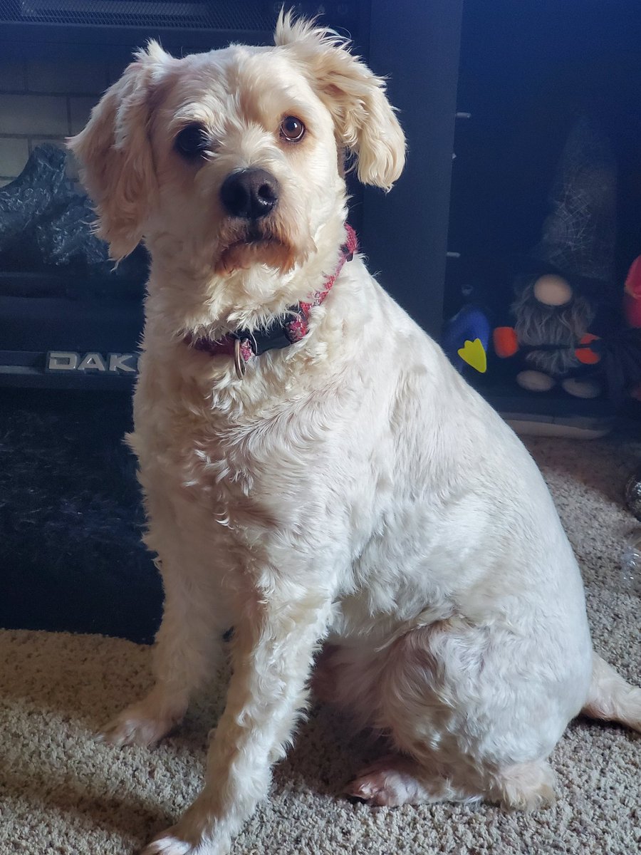 misstuesdayk's tweet photo. @tru_fru This is Ted! He's the goodest boy!!!! https://t.co/E53vKz3oYh