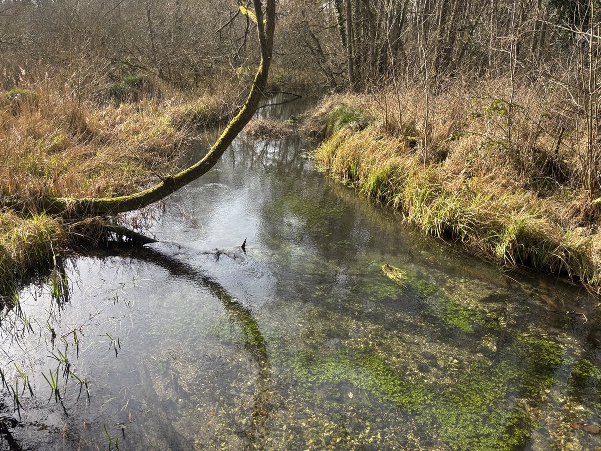 alextomo's tweet photo. Exclusive - coming up tonight on @channel4news - why almost all English rivers don’t look like this. Why the more dead fish are in a river the more money charities get and the more water monopolies don’t answer for their crimes in court. “Brilliant” says the Env Agency. https://t.co/cLsAMxB0Ef