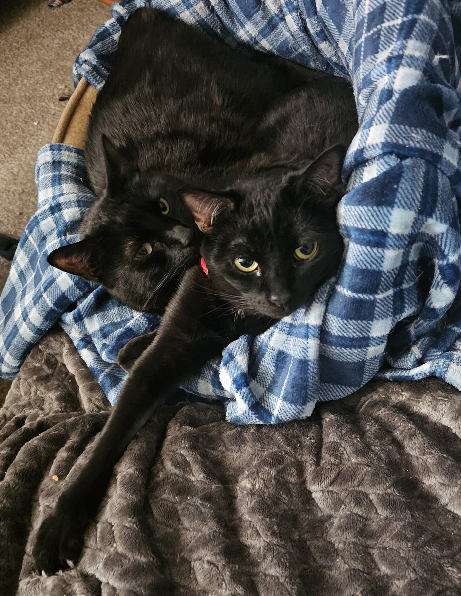 BanzaiBasher's tweet photo. @brotherniers These are my cats Link and Mipha. Do they count as Zelda 😂 https://t.co/oIvPSrZsSs