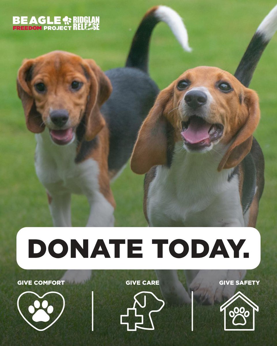 Beagle Freedom Project tweet media