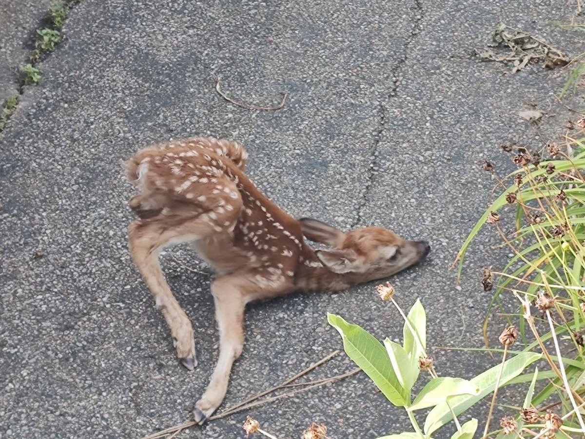 Deerposts tweet media