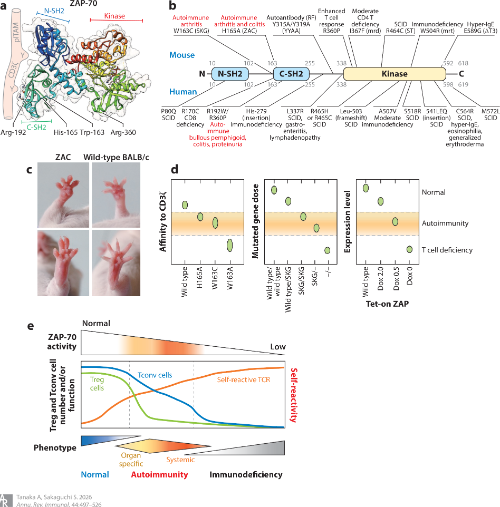 LabWaggoner's tweet photo. Review @AnnualReviews 
T Cell Receptor Signaling and Immune Tolerance: From Autoimmunity to Cancer Immunity
https://t.co/ddEzK1oEMH https://t.co/qBTV3rnadJ