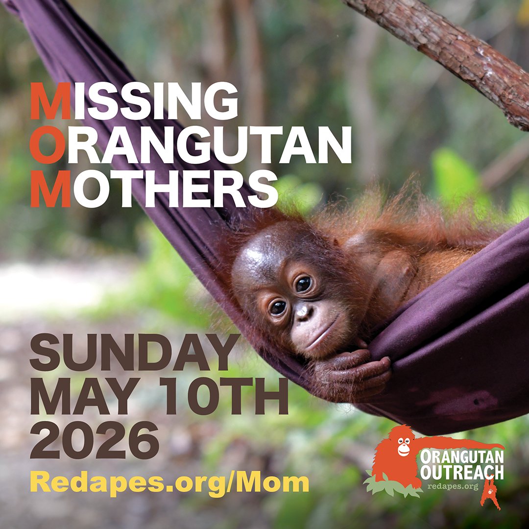 Orangutan Outreach 🦧❤️🌳 tweet media