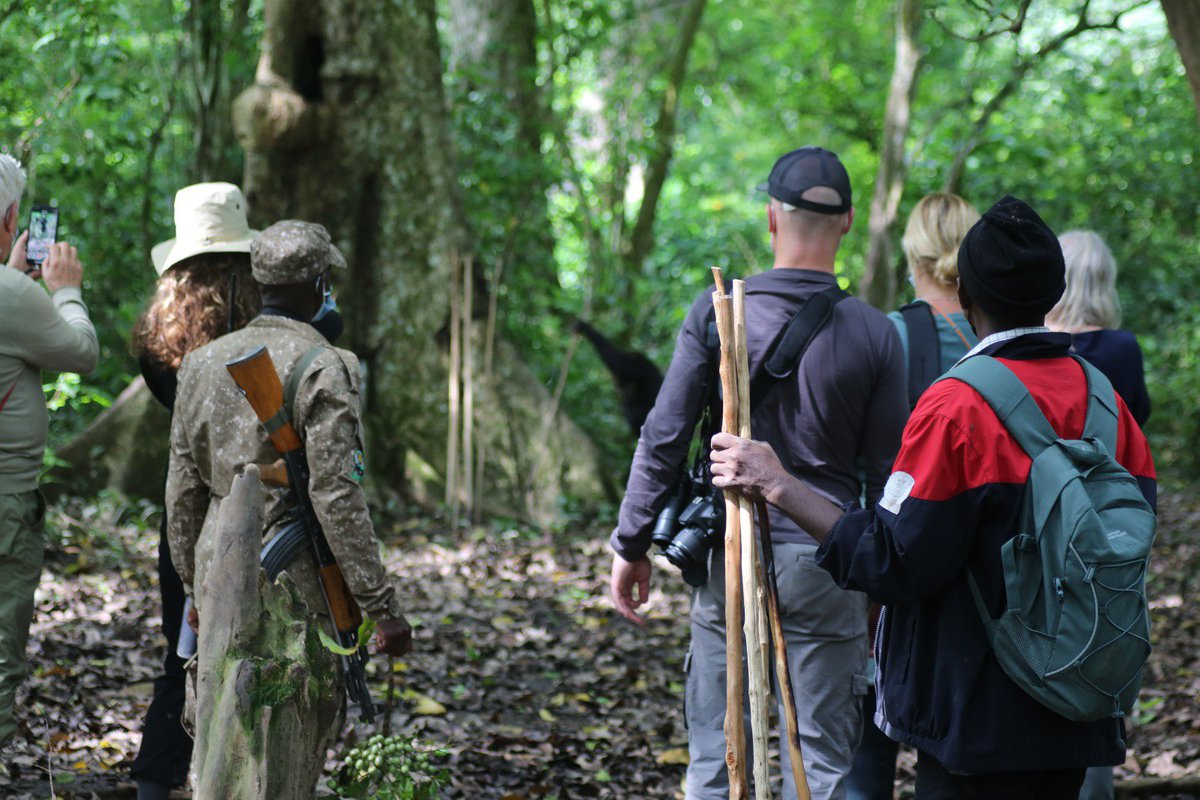 shoebillking's tweet photo. Deep in the forest , intelligence  meets Curiosity 
Moments like these remind us how connected we are to the wild
#Chimpanzee #UgandaSafari #WildlifePhotography #visituganda  #ExploreUganda #PrimateTracking https://t.co/KOX2hH6928