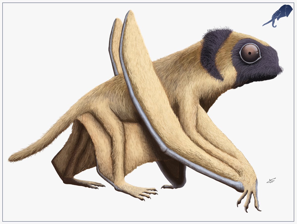 LADAlbarran2001's tweet photo. Dimorphodon weintraubi, a pterosaur described in 1998, has been the subject of recent studies on anurognathids such as Sinomacrops bondei, suggesting that D. weintraubi is actually a basal anurognathid, although a more detailed and specific study of this taxon is needed. (2025). https://t.co/NFHdiTlsdN