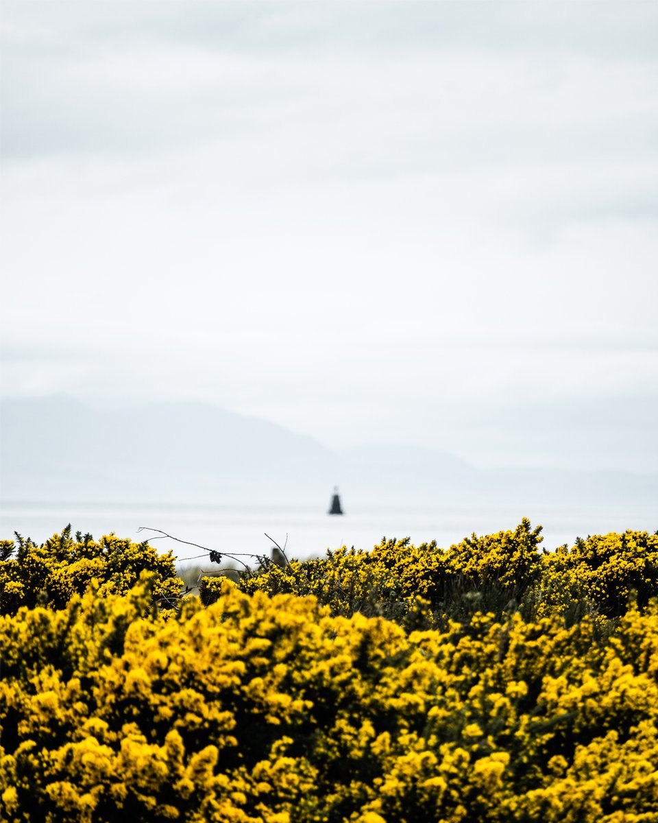 Western Gailes Golf Club tweet media