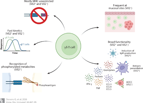 LabWaggoner's tweet photo. Review @AnnualReviews γδ T Cells for Cancer Immunotherapy: Unconventional Players Take the Spotlight
https://t.co/Xw0xdbnYVI https://t.co/EvaZkpy4WI