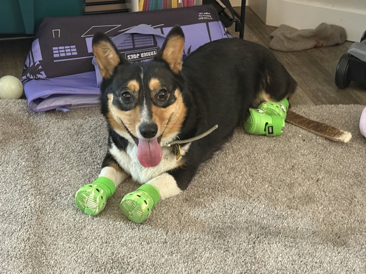 leog980's tweet photo. @tru_fru This is Mabel! https://t.co/Ox35ZOpxef