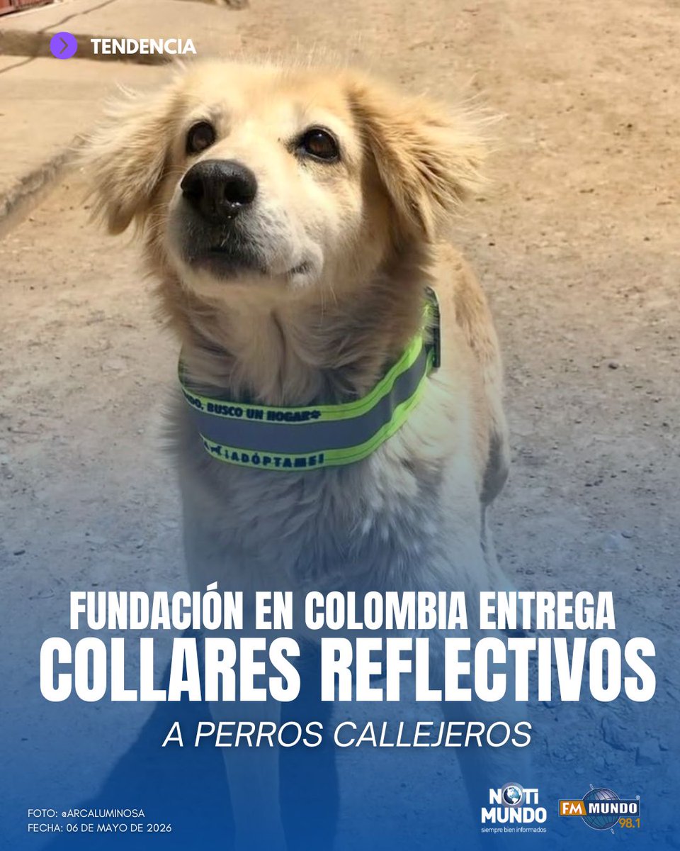 En #Bogotá, Colombia,  🇨🇴 una fundación está haciendo algo muy simple, pero poderoso: colocar collares reflectivos a perros callejeros. 🐶 La idea es que sean visibles en la noche y evitar así, que sean atropellados. 

Además, los collares tienen un mensaje para incentivar la