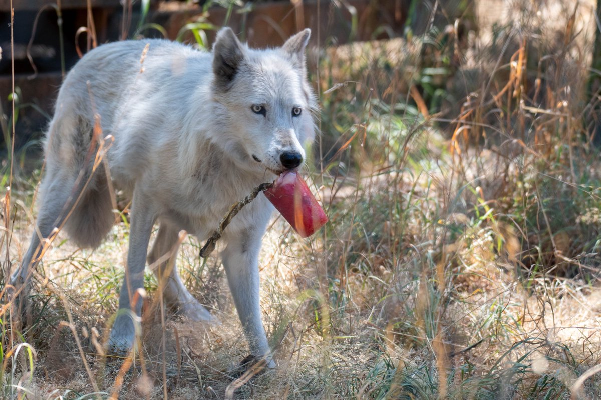 Wolf Haven International tweet media