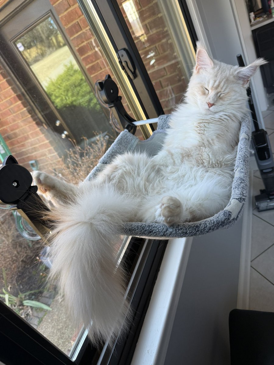 metssucks's tweet photo. @tru_fru Duke 😻😻😻 https://t.co/Tw3KHp7C71