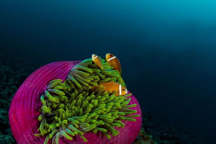 DIVE Magazine tweet media