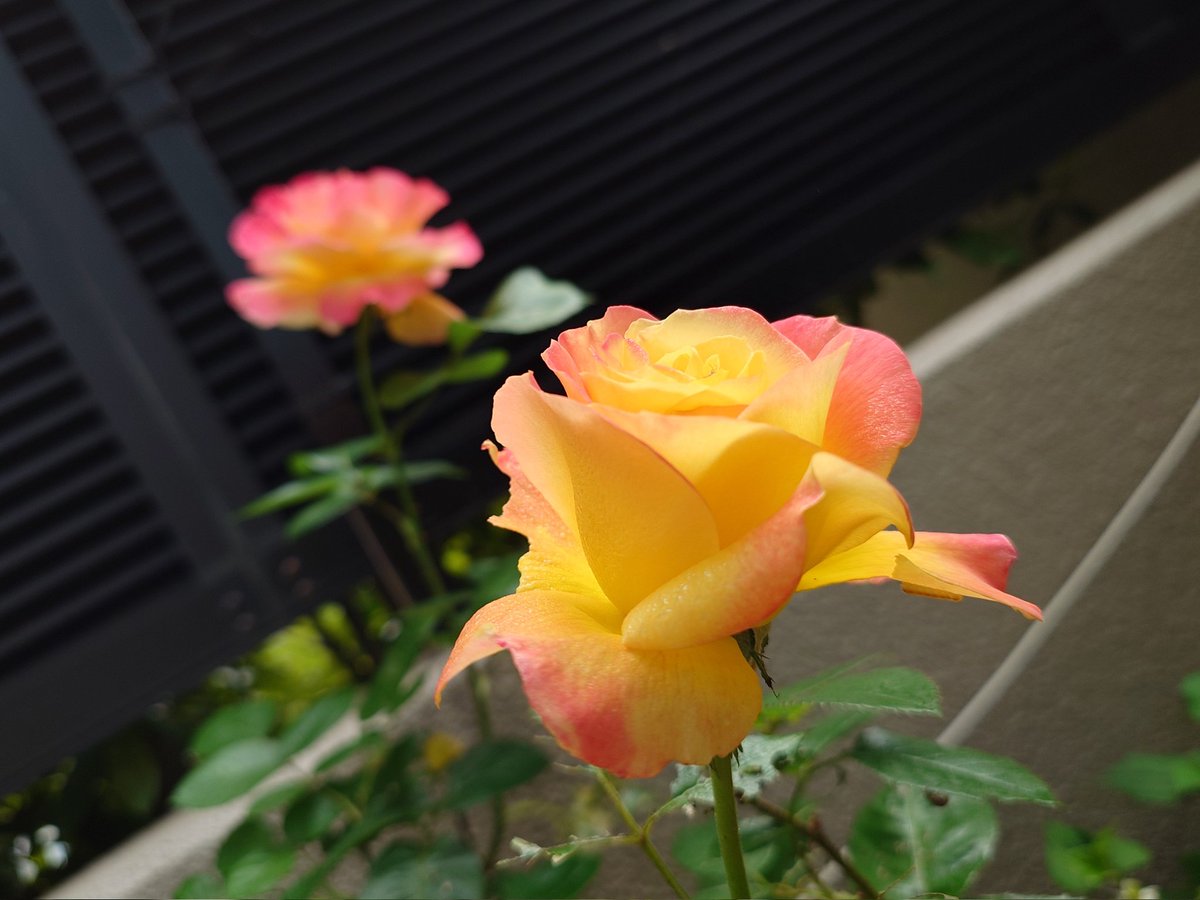 肥後の金太 tweet media