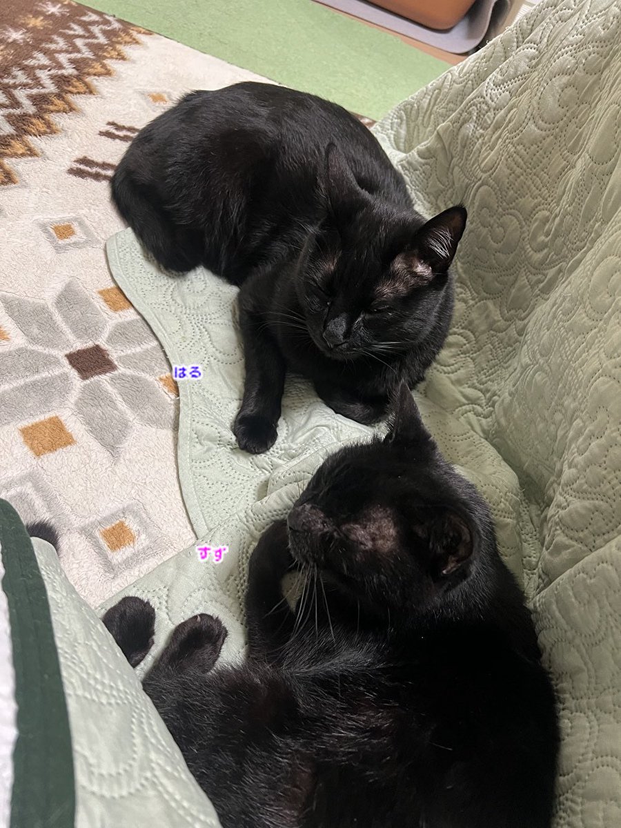 おはようございます🐾
今日からお仕事の方は通常勤務になられた方も多いのかも？
私もそうですが…😅
頑張りましょうね～👊
いつも有難うございます🙇‍♀️🙏

🐾朝の会談(怪談🤭)とも言う黒猫コンビ～🐈‍⬛🐈‍⬛♡♡🤭🐾
今日からお留守番頑張ってー(૭ ᐕ)૭
 #黒猫
 #猫が居る暮らし
 #猫が居る幸せ
 #黒猫同盟