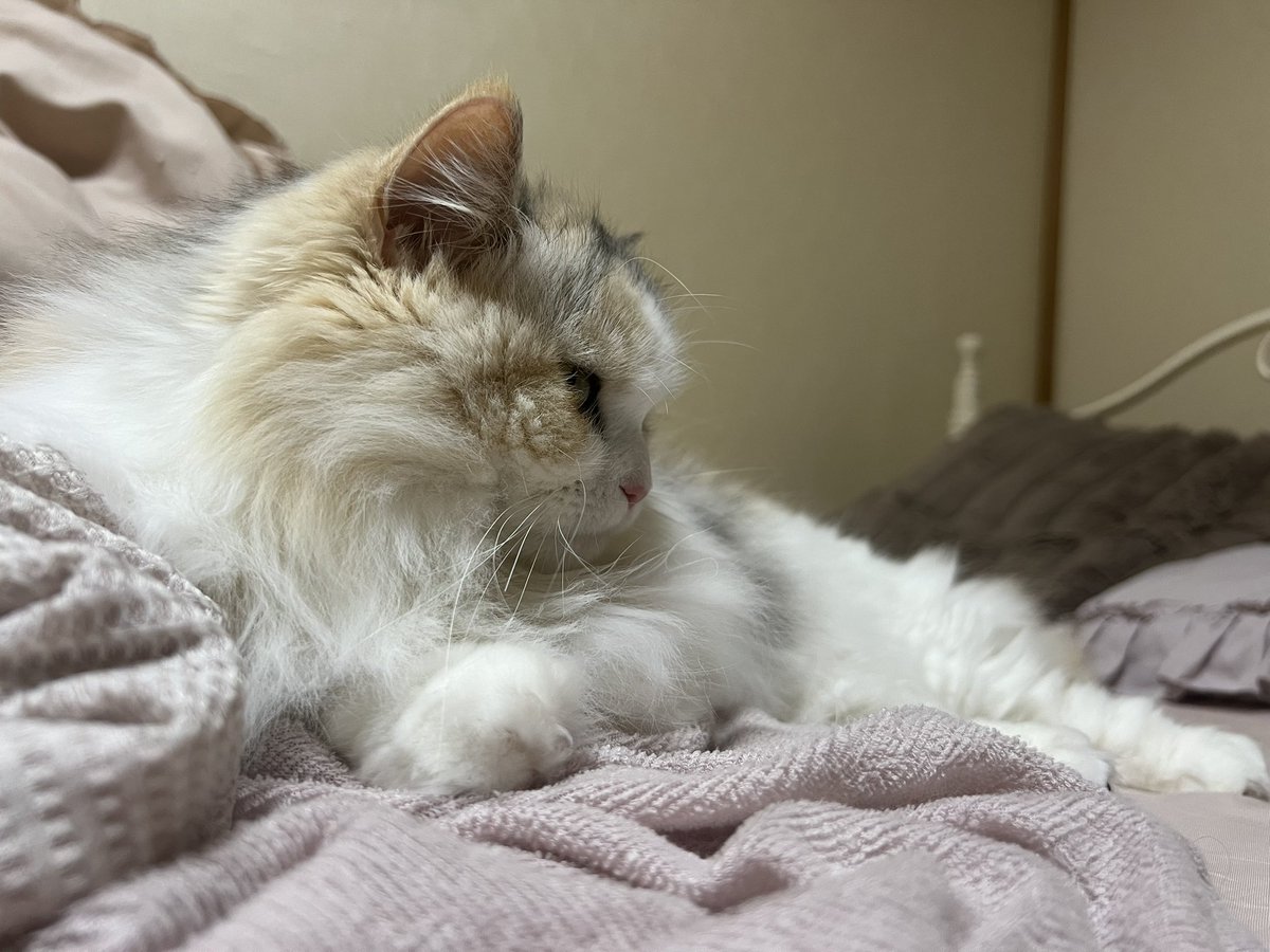 やだ、まだGWだもん
飼い主と一緒にいるんだもん