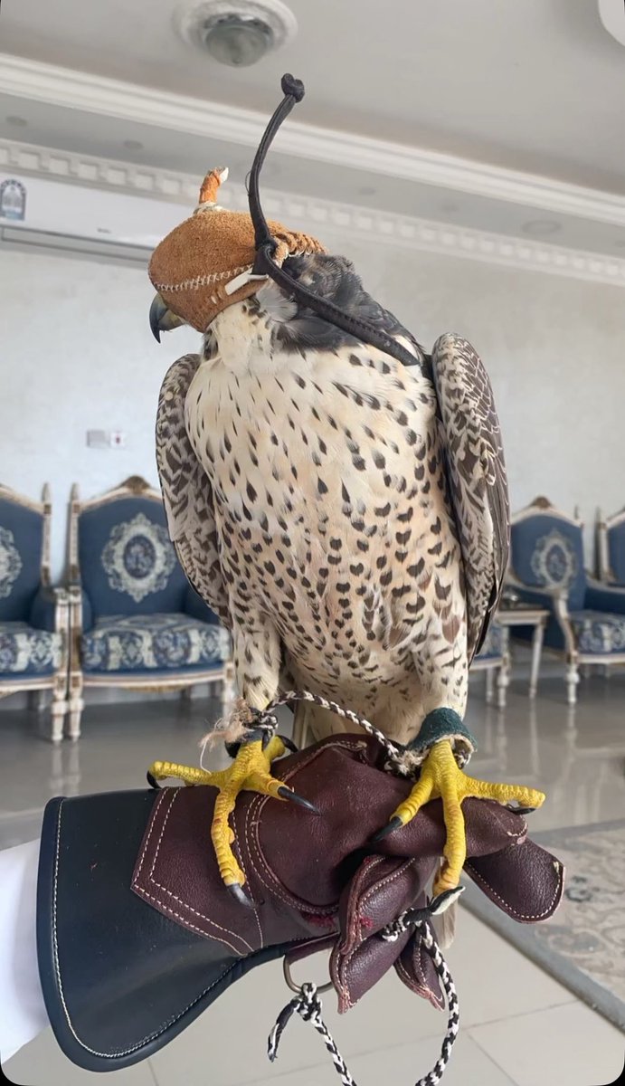 جسّاس tweet media