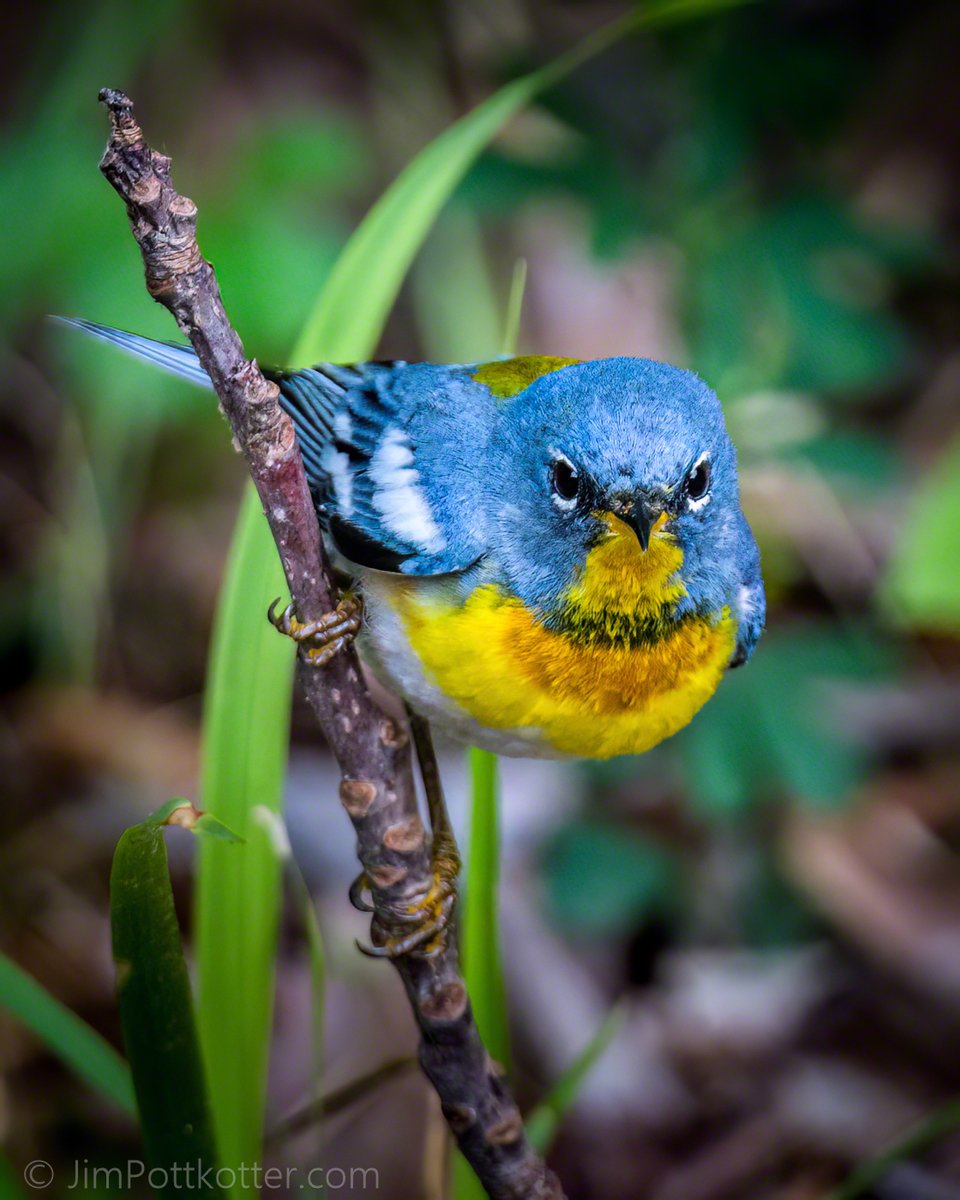 HappyPixr's tweet photo. I usually have to look up to find a Northern Parula, risking "Warbler's Neck," but spotted this one near ground where he was foraging on insects. I think that intense look was for food, not me. #birds #nature #wildlife https://t.co/86IdE9vpCW
