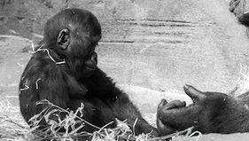 Tiny Gorilla tweet media