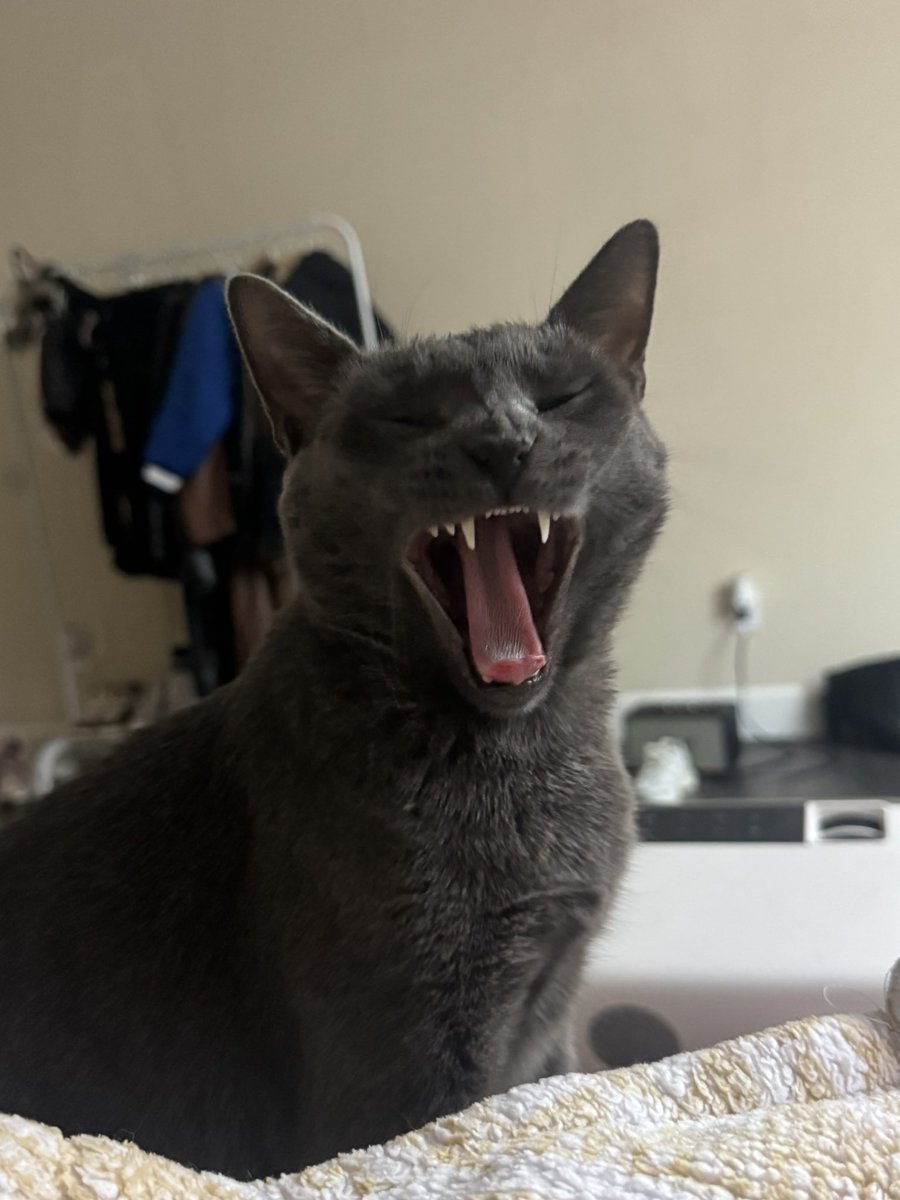 Delici0sa_'s tweet photo. @tru_fru Luna and Lulu 🐈🐈‍⬛ https://t.co/G27h69gYnY